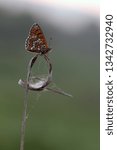 Small photo of Butterfly Melita in the autumn awaits dawn in the meadow on a dry blade of grass