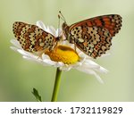 Two Butterflies Melitaea Sits...
