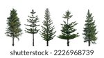 Conifer trees  collection of...