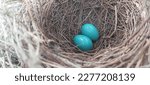Small photo of common Babbler Blue Eggs in the nest
