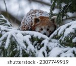 Ailurus fulgens - Panda red in ZOO Liberec Czechia