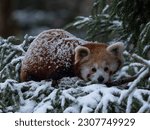 Ailurus fulgens - Panda red in ZOO Liberec Czechia