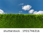 Close up of a green thuja hedge with blue sky and white clouds