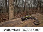 Spotted Salamander In Forest...