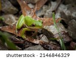 Young Juvenile Green Tree Frog...