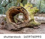 Very Old Large Tree Trunk...