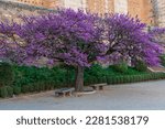 Flowering tree of love, cercis siliquastrum, at the Alhambra in Granada, Spain