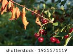 Small photo of Cherry-tree diseases. Cherry Leaf Scorch. Erwinia amylovora. Dangerous bacteria infects leaves. Orchard problems. Crop failure
