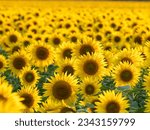 Yellow field of sunflowers...