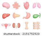 Human internal organs icon set. Anatomy. Nervous, circulatory, digestive, excretory, urinary,and bone systems. Isolated 3d icons, objects on a transparent background