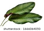 Calathea ornata leaves pin...