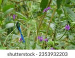Small photo of Male long-tailed sylph hummingbird or colibri sitting on a green stem of a purple flower. Location: Mindo Lindo, Ecuador