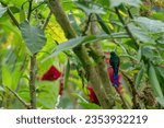 Small photo of Male long-tailed sylph hummingbird or colibri sitting on a green twig of a tree. Location: Mindo Lindo, Ecuador
