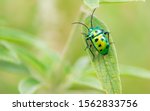 Scutelleridae Is A Family Of...