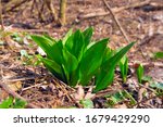 Small photo of Young sprouts of Allium ursinum, known as wild garlic, ramsons, buckrams, bear leek or bear's garlic. Wild edible plant in the natural environment.
