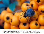 blue bug heteroptera close up... | Shutterstock . vector #1837689139