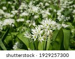 Small photo of Flowering field Allium ursinum, known as wild garlic, ramsons, buckrams, broad-leaved garlic, wood garlic, bear leek or bear's garlic. A beautiful and edible plant in its natural habitat