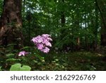 Small photo of Lunaria (honesty, dollar plant, money plant, moneywort, moonwort) blooms in summer forest.