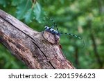 Small photo of The Rosalia longicorn (Rosalia alpina) or Alpine longhorn beetle in forest