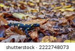 Reptile Fire Salamander among autumn yellow foliage. A rare animal in the Carpathian forests. Beautiful amphibian in natural habitat