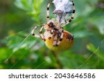 Small photo of Spider cannibalism, female Garden spider Araneus diadematus killed male after copulation and wrapped him in silk