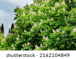 Aesculus hippocastanum,blossom of horse chestnut or conker tree