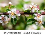 Small photo of A Bearberry cotoneaster Radicans white flower - Latin name - Cotoneaster dammeri Radicans