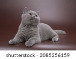 Blue British Shorthair female cat at the age of 6 months with a round beautiful head with small ears and large round bright eyes on a brown background in lying poses gazing at the camera