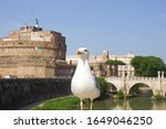 Proud Seagull Posing In Rome