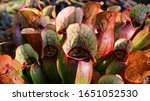 The Pitcher Plant With Fine...