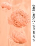 Small photo of Flowers and buds of apricot-colored ranunculus on stems on a background of apricot crush color. Delicate floral background in the trend color of the year 2024 peach fuzz, pantone