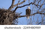 A beautiful Bald Eagle in Alton Illinois perched silently next to its nest keeps an eye on his territory alongside the Mississippi River on a sunny day with a blue sky background and copy space.