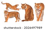 set of realistic amur tigers in ... | Shutterstock .eps vector #2026497989