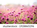 Amaranth Flower Field With...