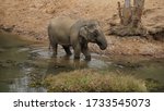 An Elephant Drinking Water In...
