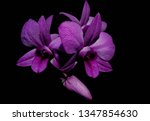 Beautiful Purple Orchid Flower...