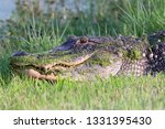 American Alligator lakeside in Central Florida