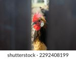 Rooster looking through gap behind fence in chicken enclosure