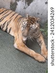 Small photo of Sumatran tiger at Medan Zoo, North Sumatra, 12 January 2024 named Sorik lay lethargic with gasping sounds, suspected of having respiratory problems. Medan Zoo is experiencing a financial crisis.