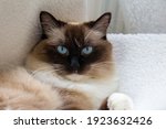 Portrait Of A Ragdoll Cat With...