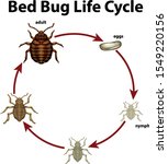Diagram Showing Life Cycle Of...
