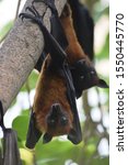 Small photo of Two Bats (indian flying fox) Hanging at a Tree In a forest