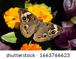 Common Buckeye Butterfly On...