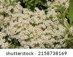 "firethorn  Pyracantha " With...