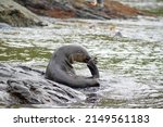  Antarctic Fur Seal ...