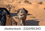 Small photo of Close up of a dromedary camel with a funny expression in the Sahara Desert, outside of Douz, Tunisia