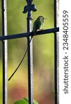 Small photo of Long-tailed sylph (Aglaiocercus kingii) perched on a metal fence in a garden in Cotacachi, Ecuador