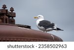 Small photo of Kelp gull (Larus dominicanus) on an old, whale oil tank at Whaler's Bay, Deception Island, Antarctica