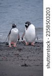 Small photo of Gentoo penguins (Pygoscelis papua) on the beach at Whaler's Bay, Deception Island, Antarctica