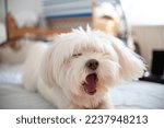 A small Maltese dog yawning on the bed sheets